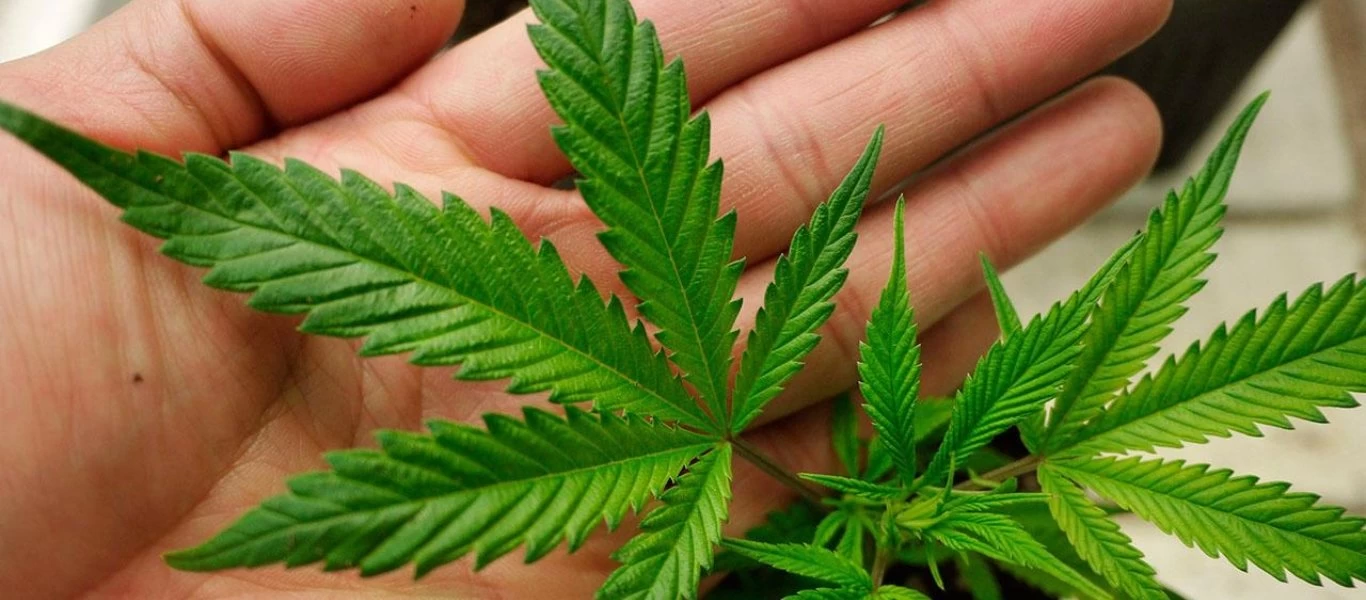 Πέρασε από την Επιτροπή της Βουλής το νομοσχέδιο για την κάνναβη - Υπερψηφίστηκε από ΝΔ, ΣΥΡΙΖΑ και ΚΙΝΑΛ